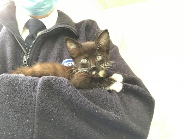 Investigation after cats and kittens dumped in New Ferry
