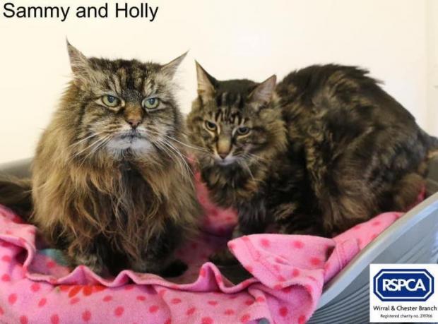 Wirral Globe: This duo are looking for their retirement home (RSPCA)