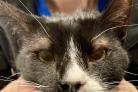 Oreo the cat was saved from going blind thanks to a lip filler injection