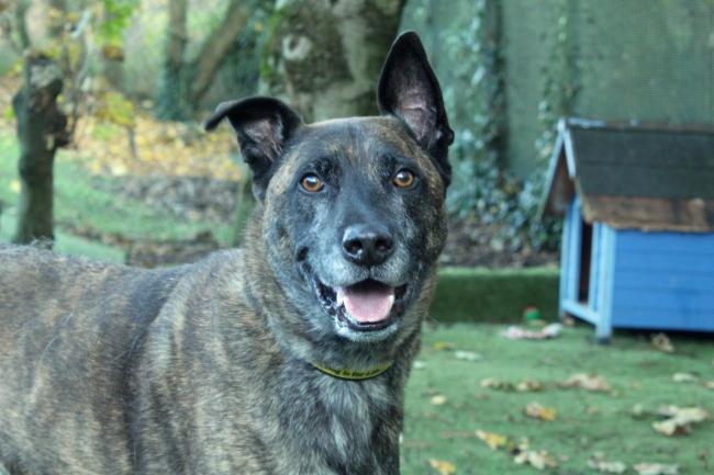 Wirral Globe dog of the week: Can you give handsome Defa a forever home?