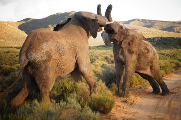 Wirral Globe: Elephants at the Big Five Safari experience. Credit: TripAdvisor