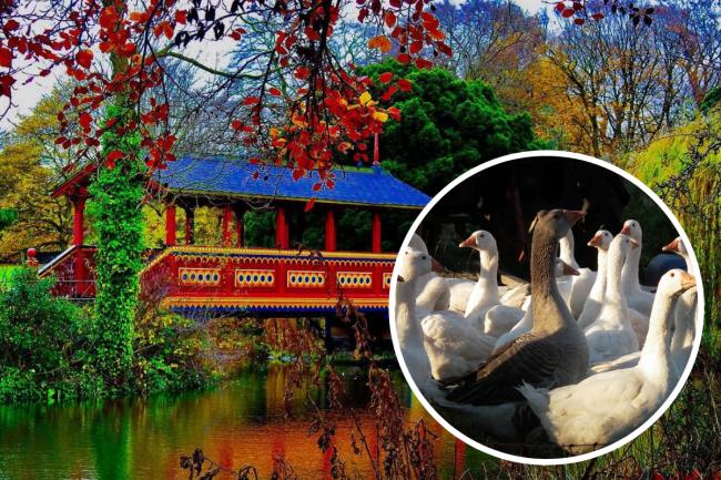 Bird flu outbreak confirmed in Wirral park