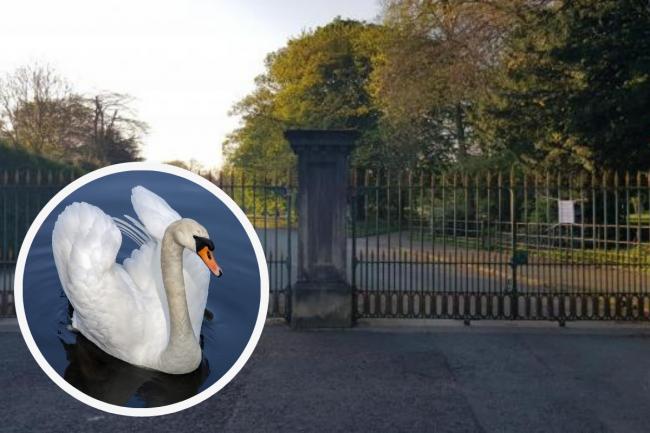 Swan ‘put to sleep’ after showing signs of bird flu in Birkenhead Park