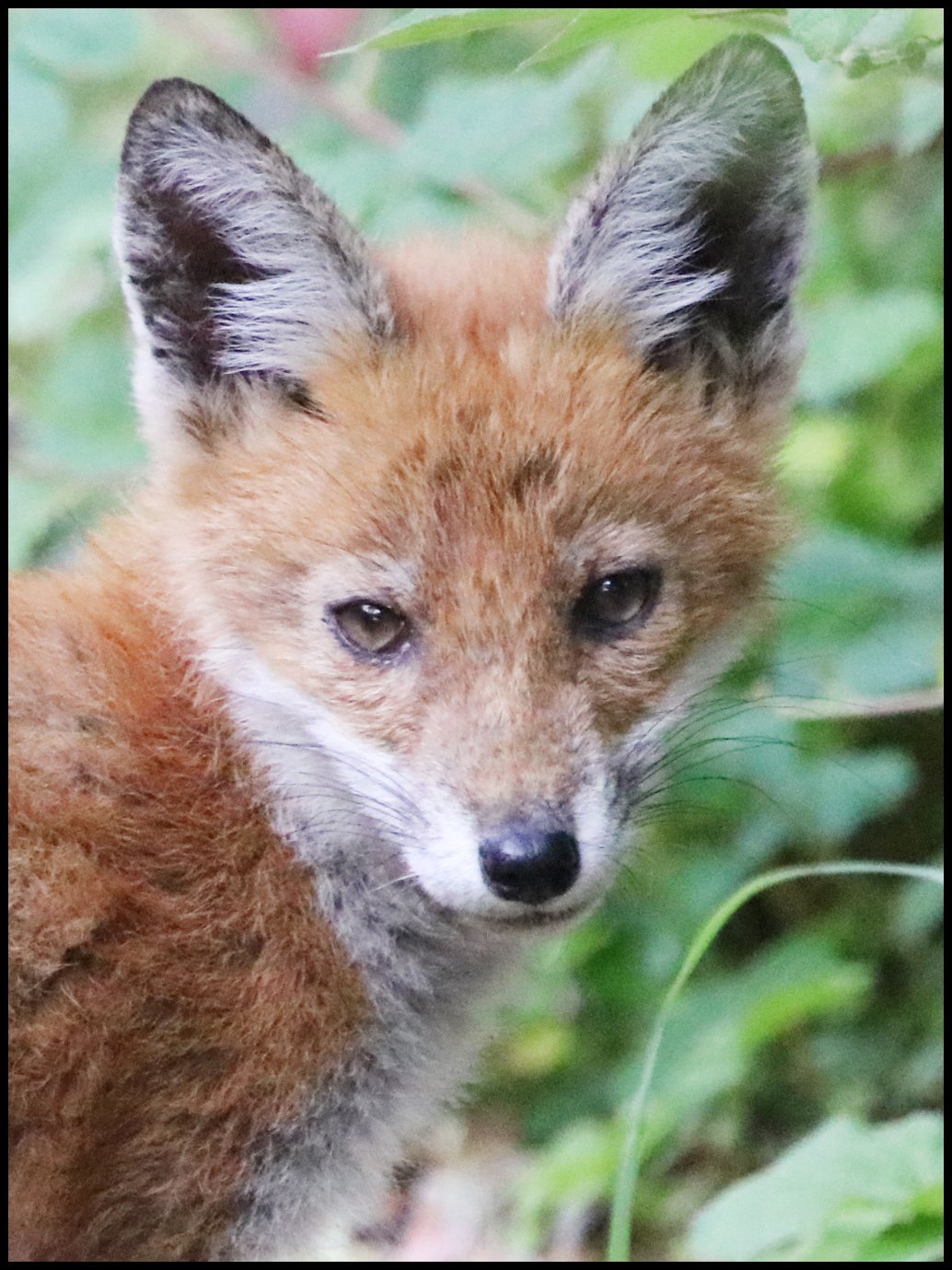 Alan Griffiths fox