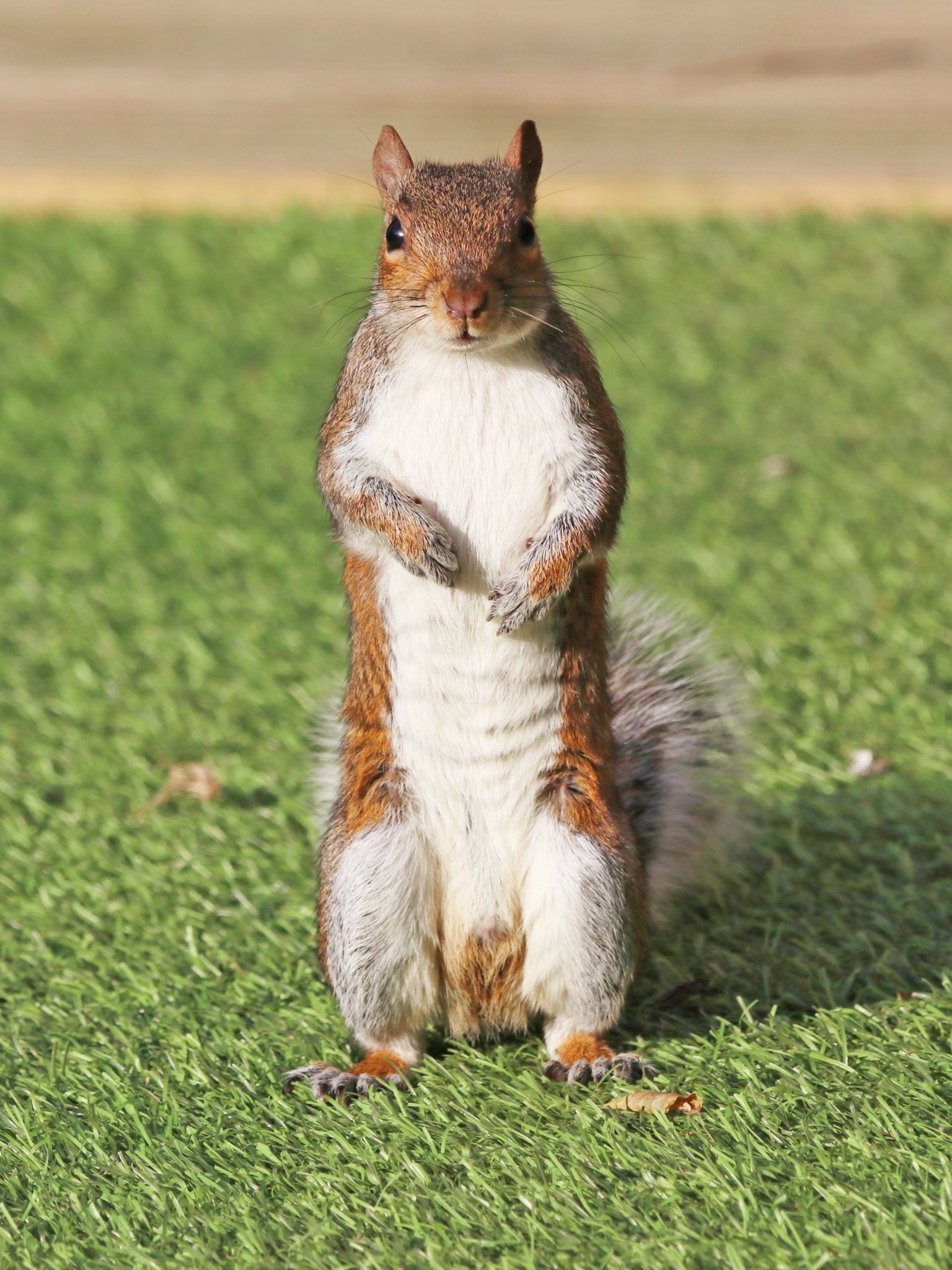 Alan Griffiths squirrel