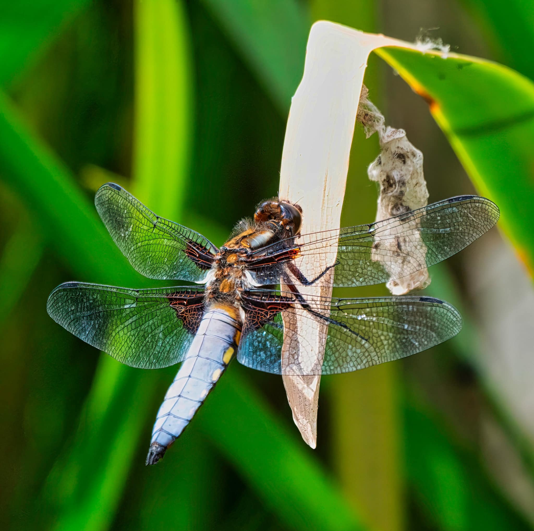 Ron Thomas dragonflies