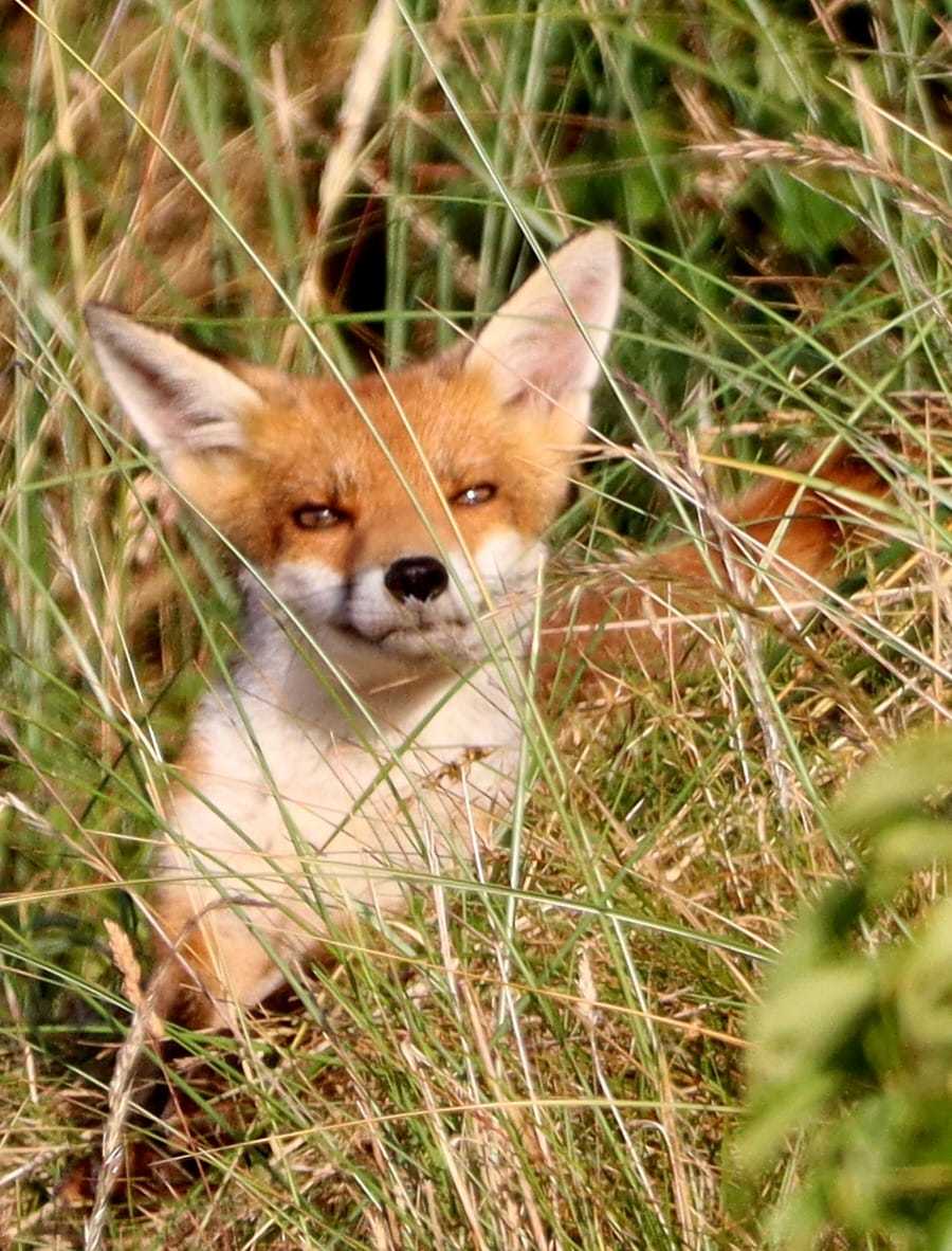 A young fox enjoying the sun by Nigel Boots