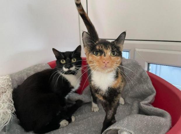 Wirral Globe: Trixie and Dylan (RSPCA)