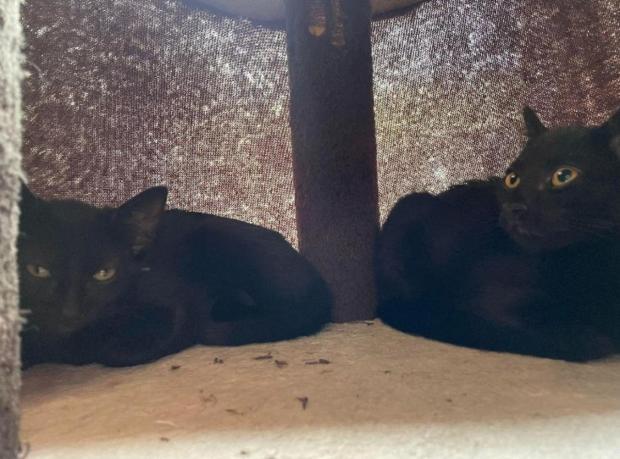 Wirral Globe: Two of the four kittens (RSPCA)