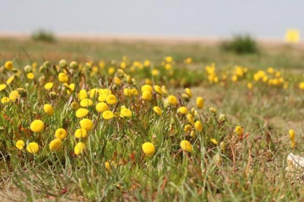 Yellow flowers growing on Hoylake Beach. Photo credit: Joshua Styles. Commissioned for use by LDR partners