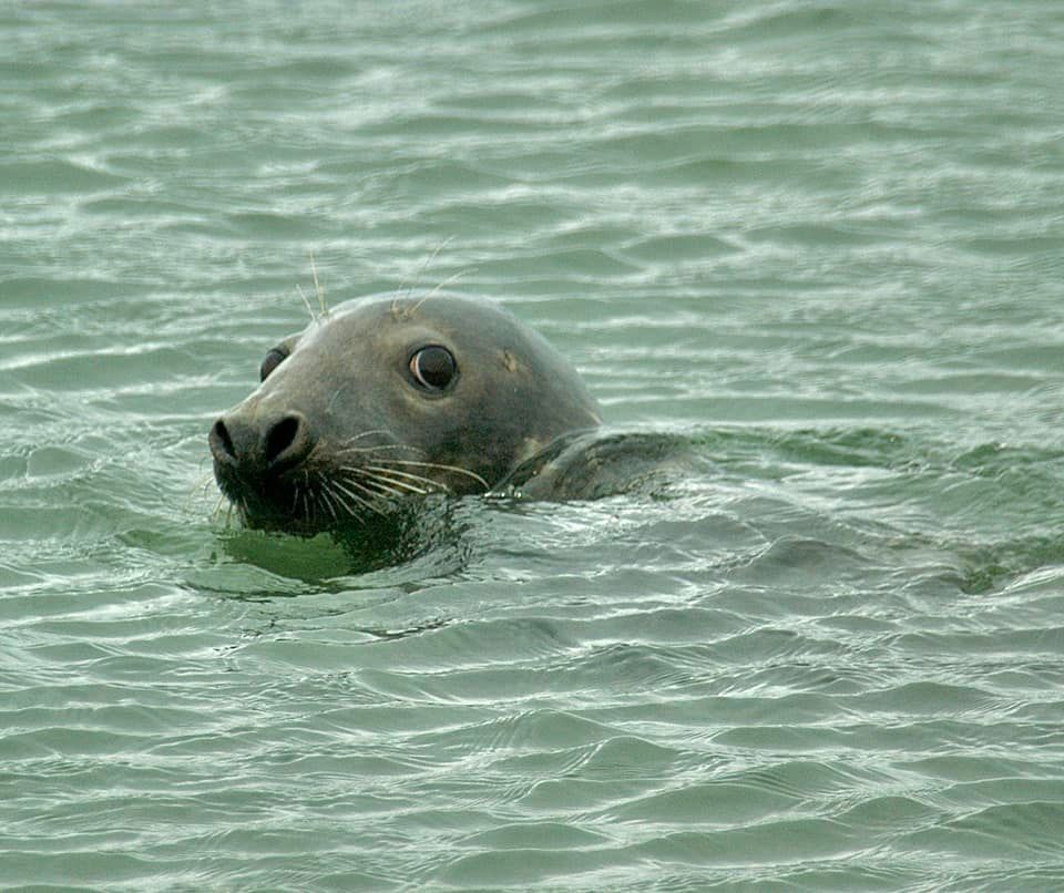 A seal at Hilbre by Chris Cureton