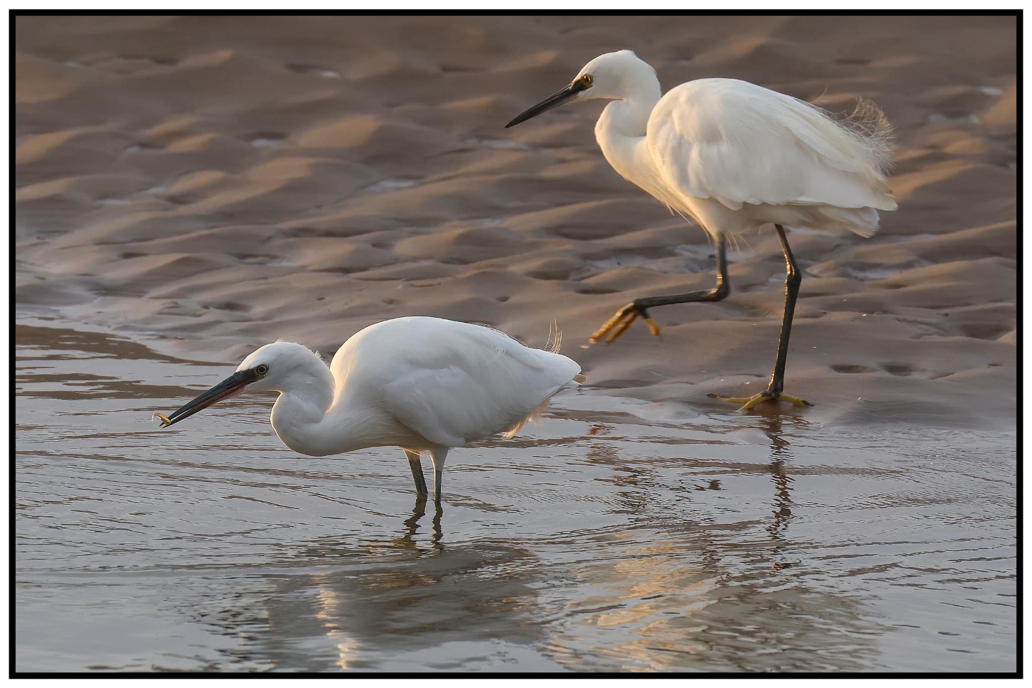 Two fishing egrets by Tom Mundy