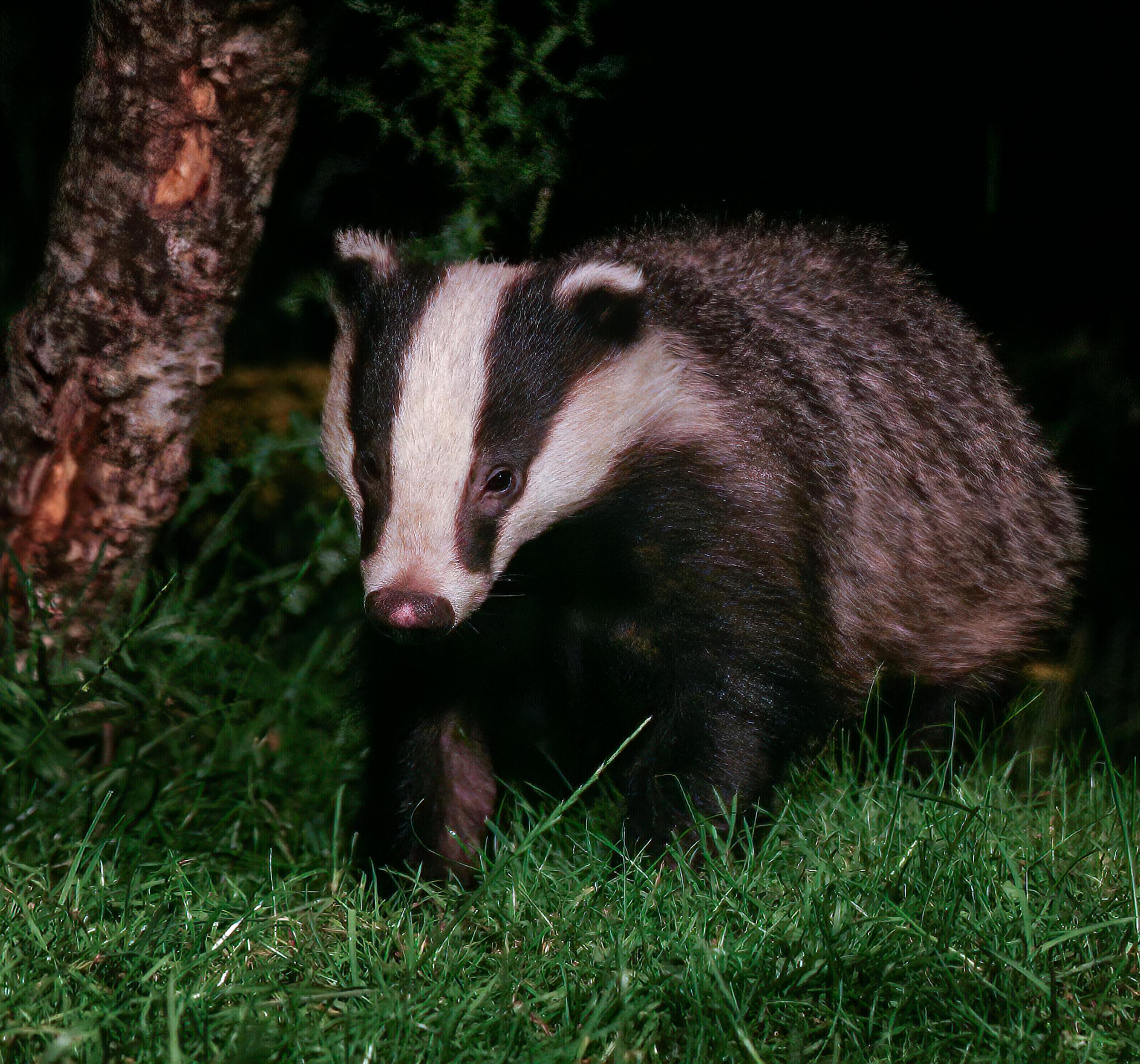 A badger that calls Wirral home