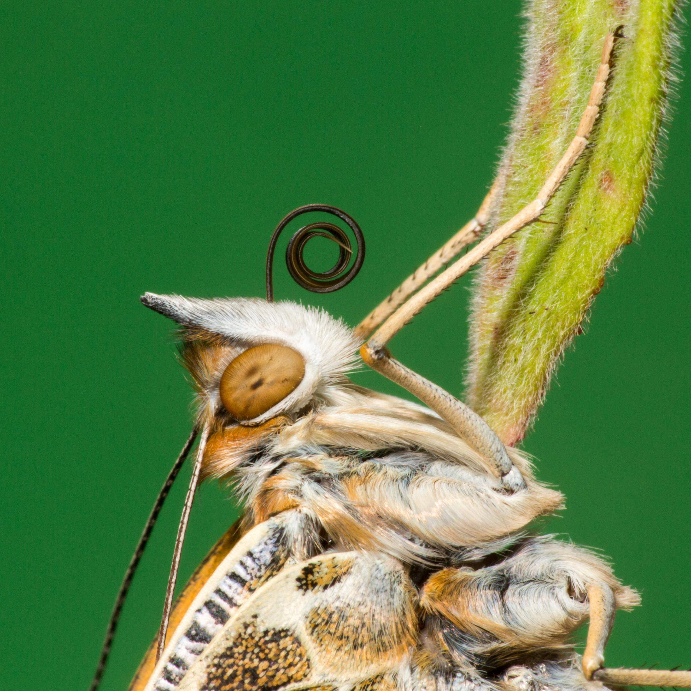 A newly emerged Painted Lady butterfly showing the two halves of its proboscis