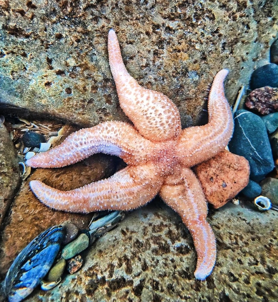 A very chunky starfish. This was Kimberley’s first underwater photograph and was taken in New Brighton