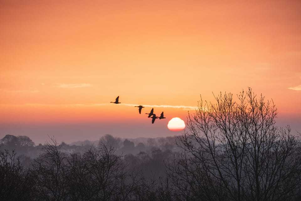 Fly by at sunrise, Thurstaton by Alan McAleavey