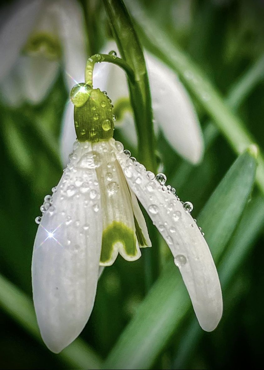 Raindrops on snowdrops by Heather Gars