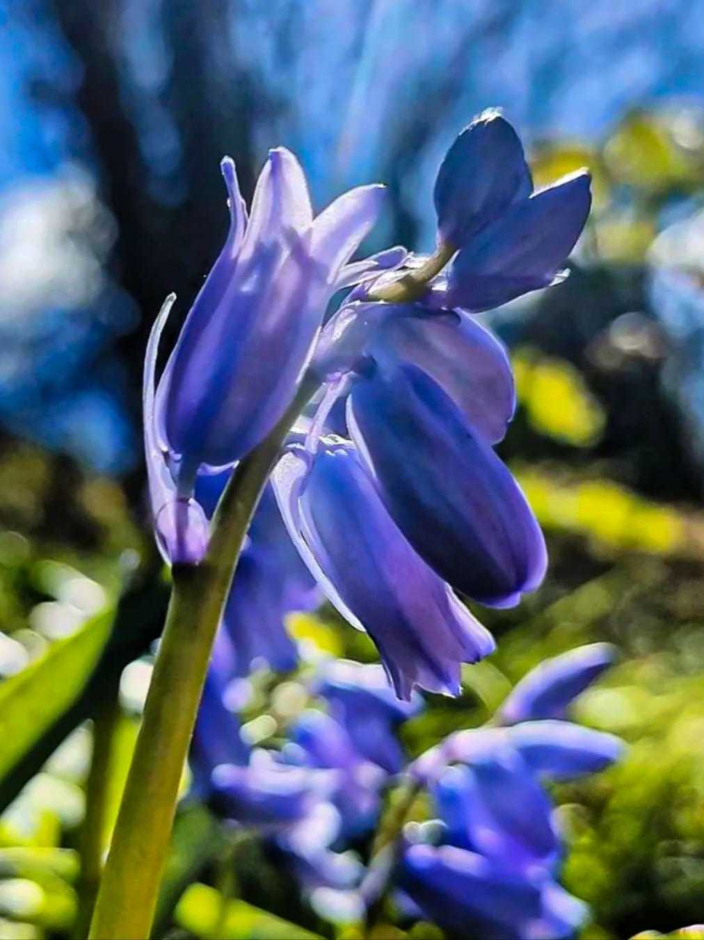 Bluebells at The Breck by Intuition Photography