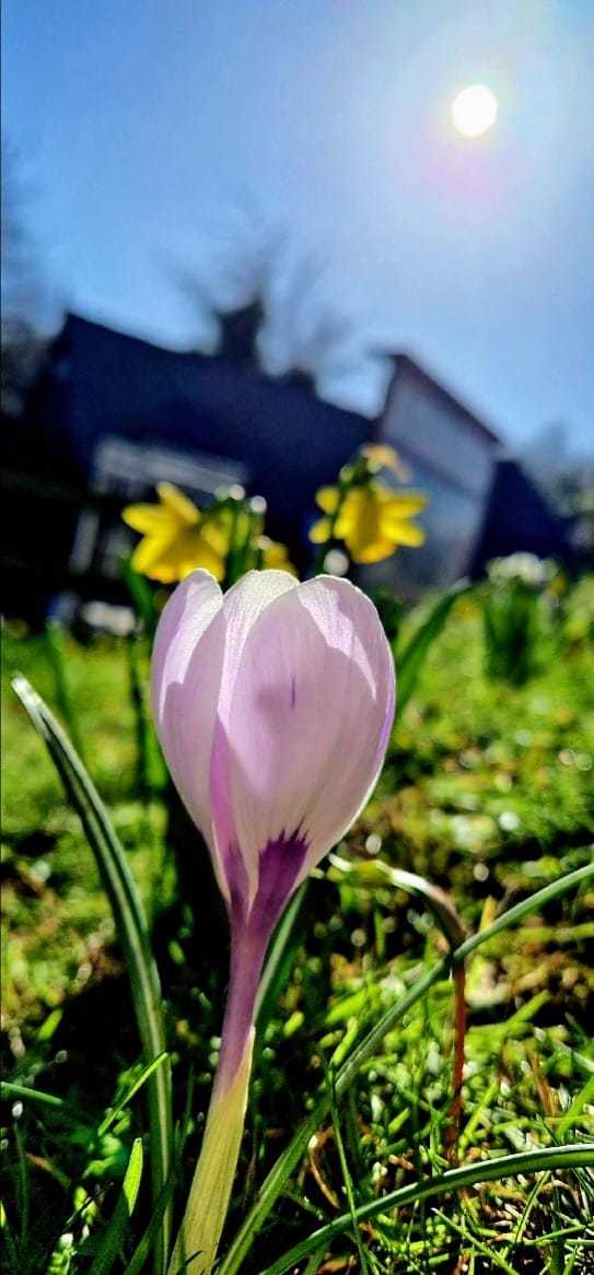 Crocuses and daffodils in the sunshine at Dale Farm in Heswall by Terri Tarrant Hightopp Clayton