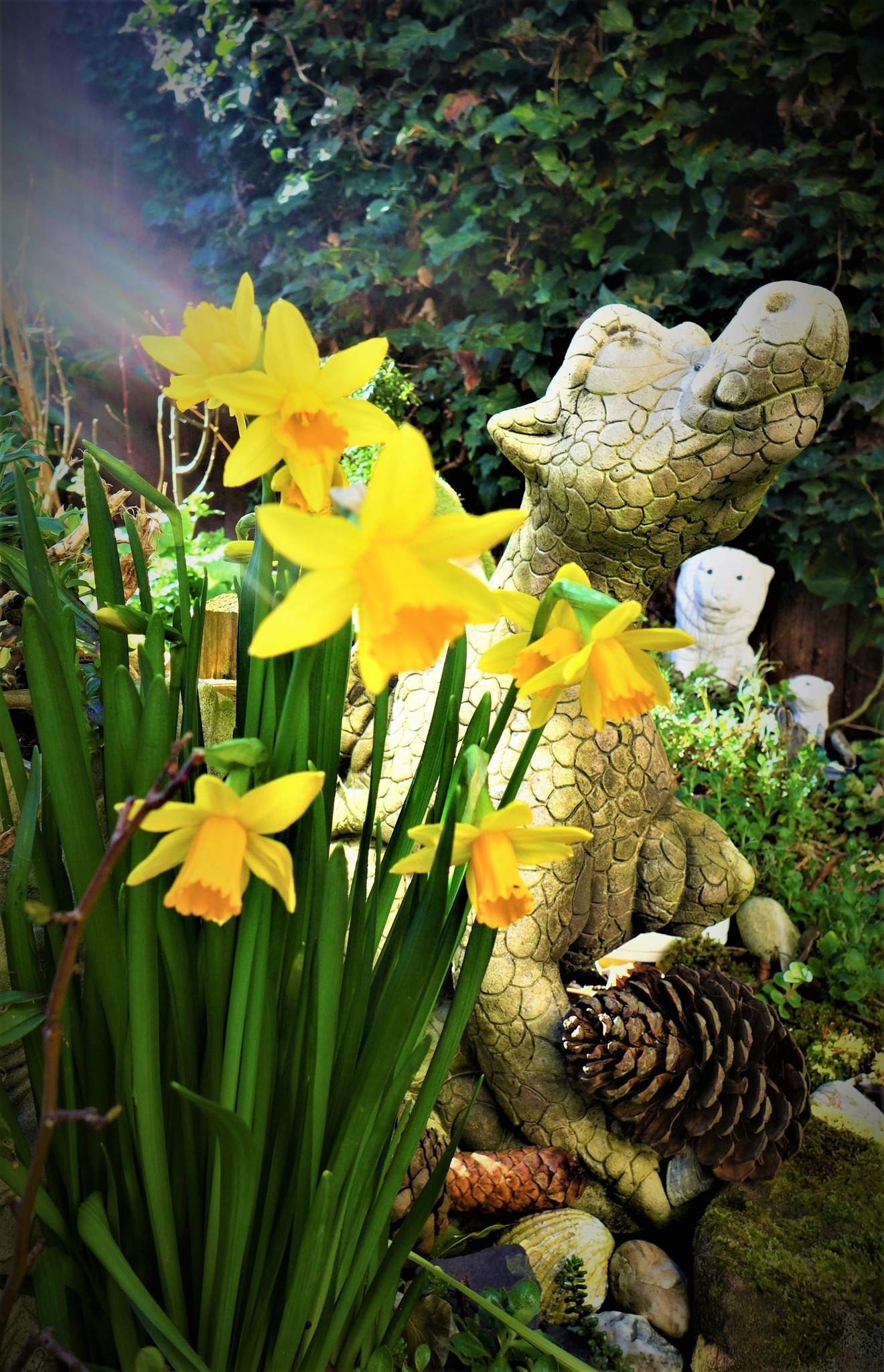 Daffodils in Neston by Jane Leitch