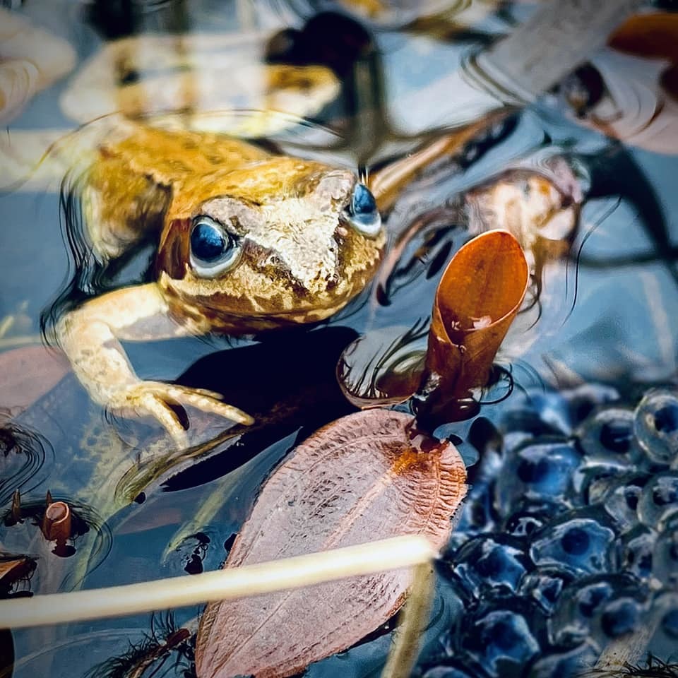 Fresh frogspawn in Heswall by Heather Gars
