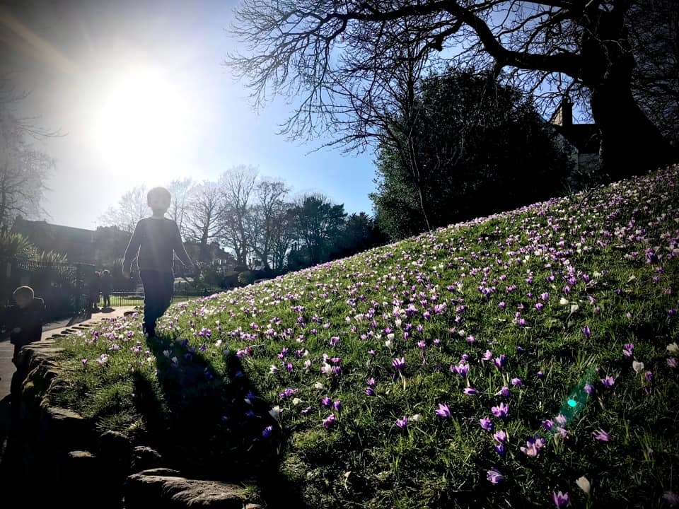 Sunshine and flowers in Vale Park by Alison Schultz