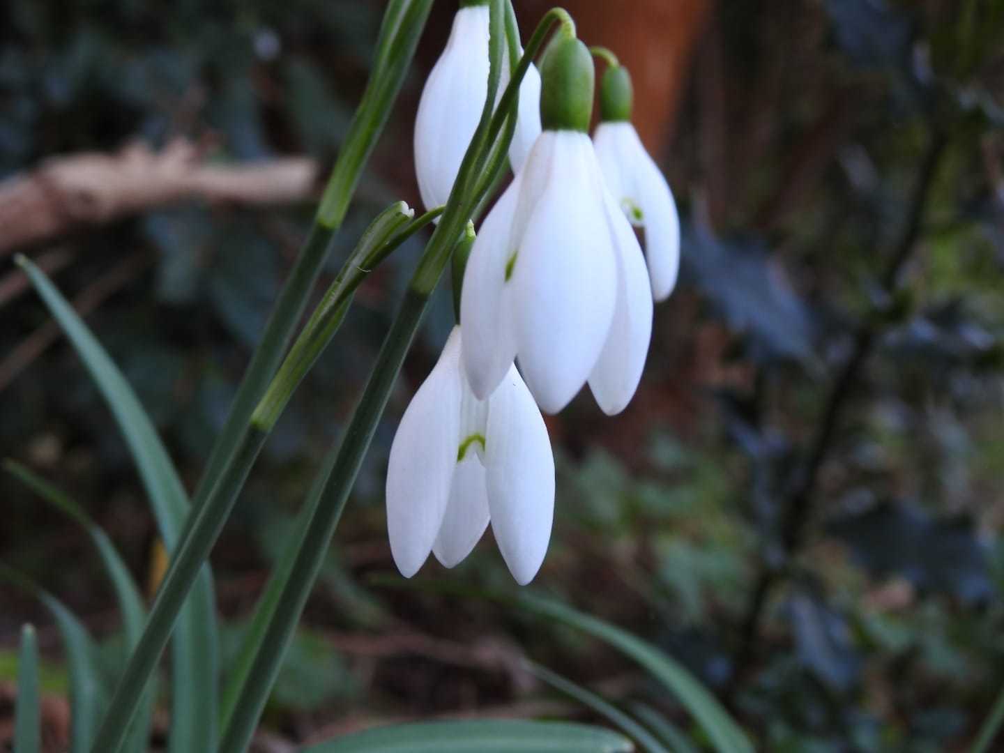 Snowdrops in the garden by Annie Cannell