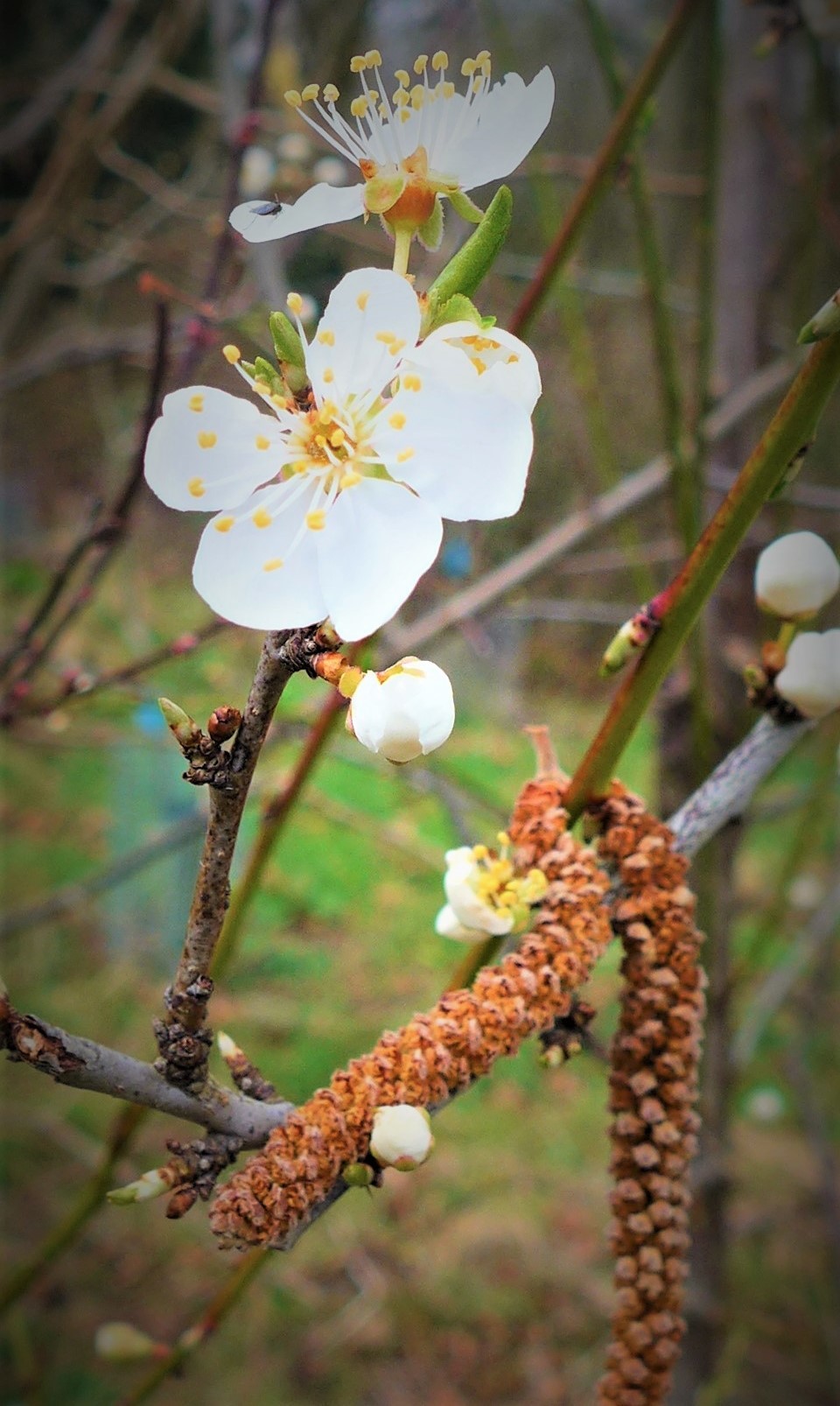 Wild apple blossom in Neston by Jane Leitch