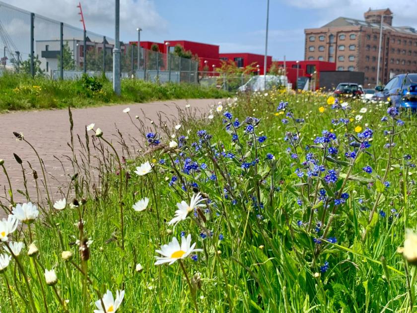 Full list of Wirral pollinator sites that won’t be mowed