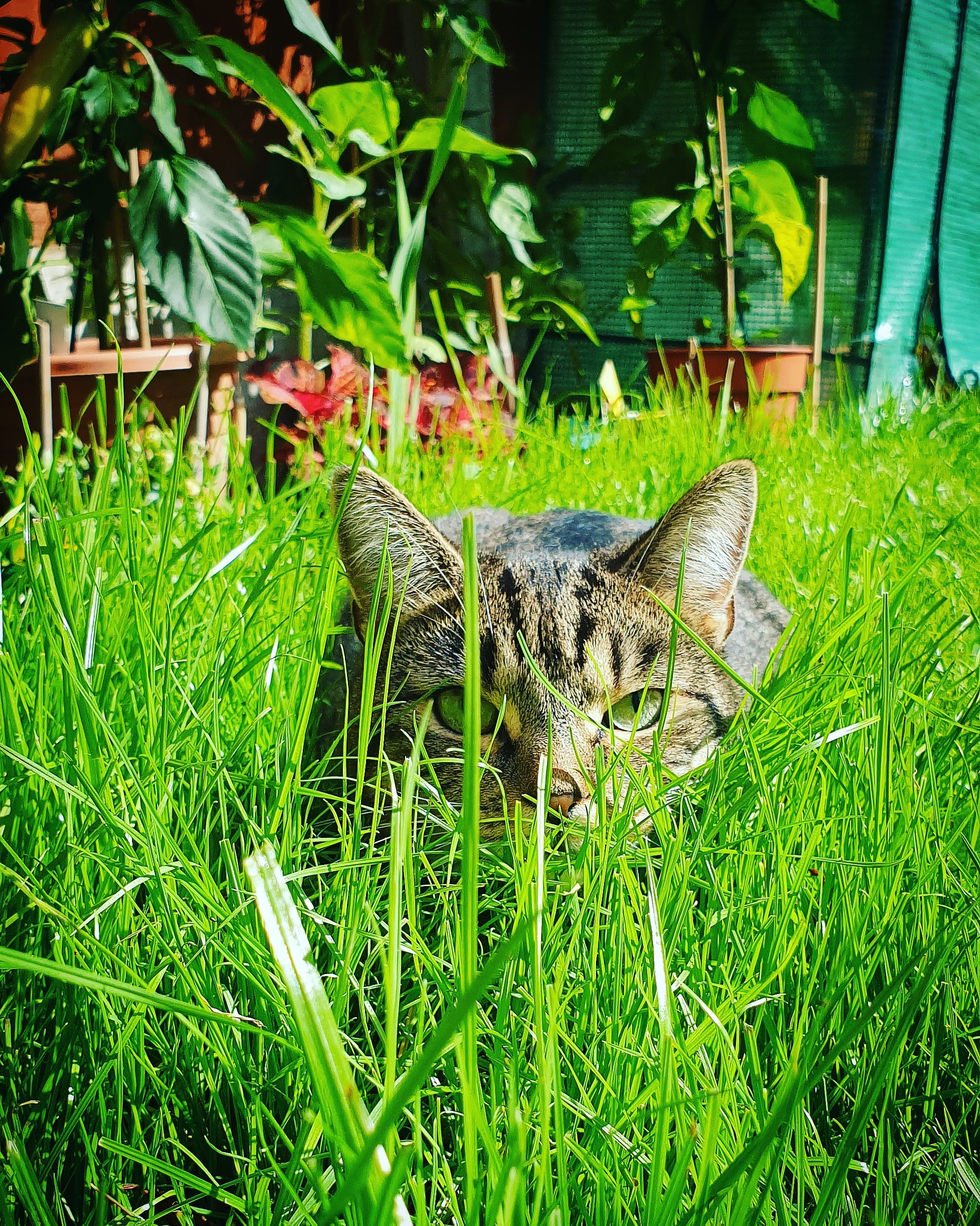 Nickys cat Misty exploring in the garden