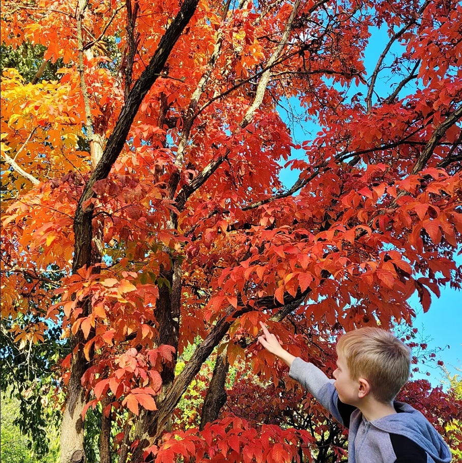 A beautiful show of autumn colours in Ness Gardens with Nickys eldest son exploring