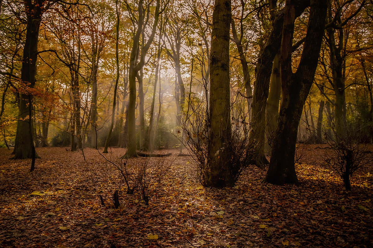 Autumn vibes in Eastham Country Park, Wirral