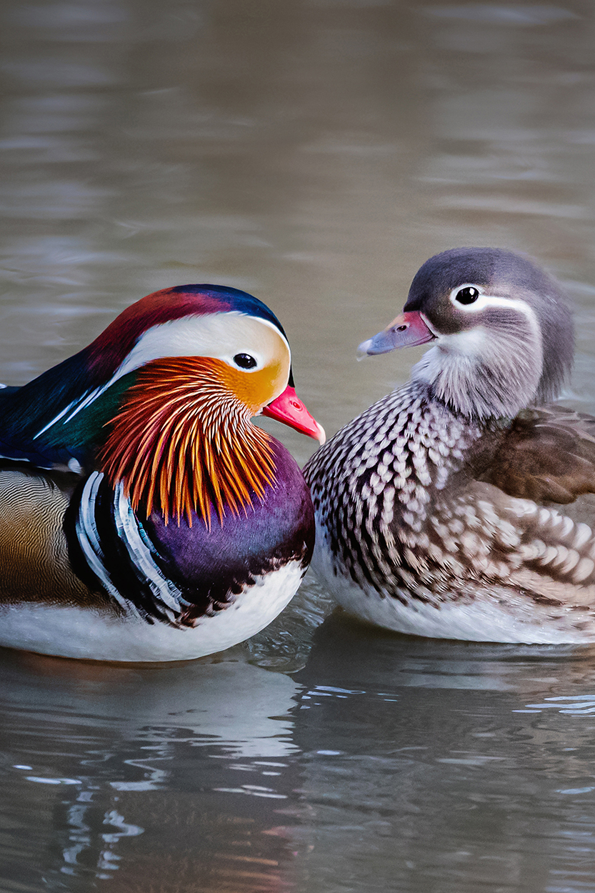 Pair of Mandarin Ducks, Royden Park, Wirral