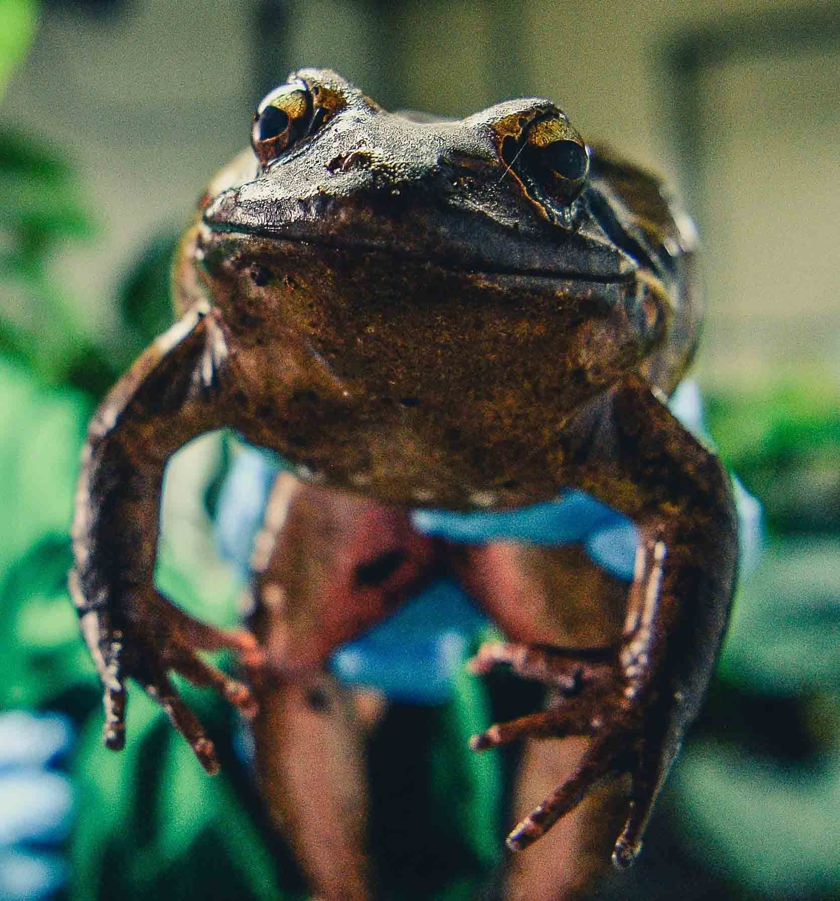 Conservationists sound alarm as one of worlds largest frogs becomes virtually extinct.
