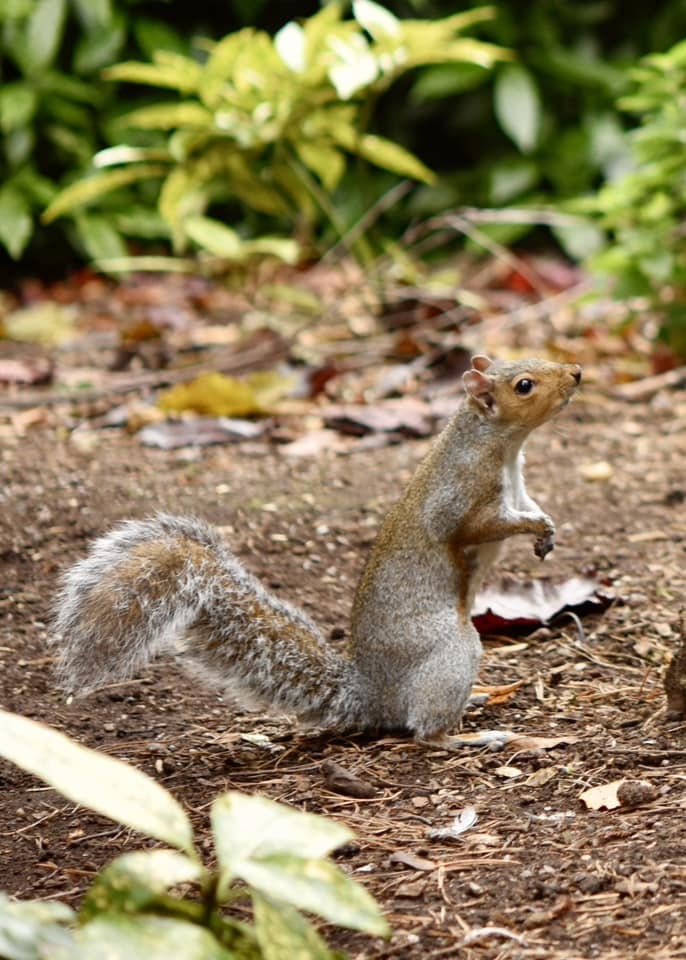 A squirrel in Birkenhead Park by Heather Gars