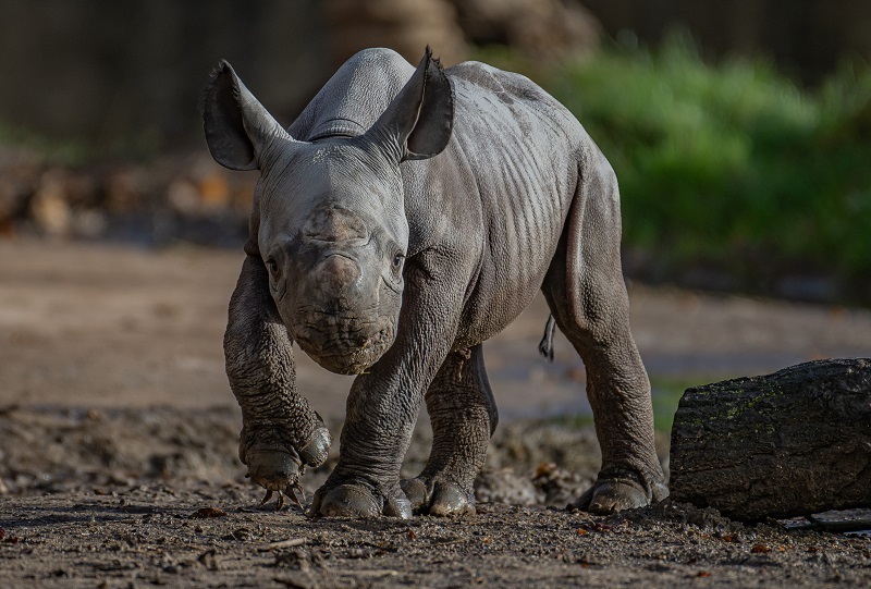 Joy as critically endangered eastern black rhino is born at Chester Zoo.