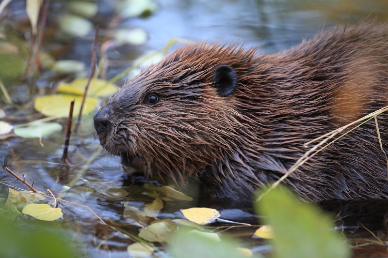 Dam-building beavers will feature in Chester Zoos new 360-degree immersive exhibition all about British wildlife.