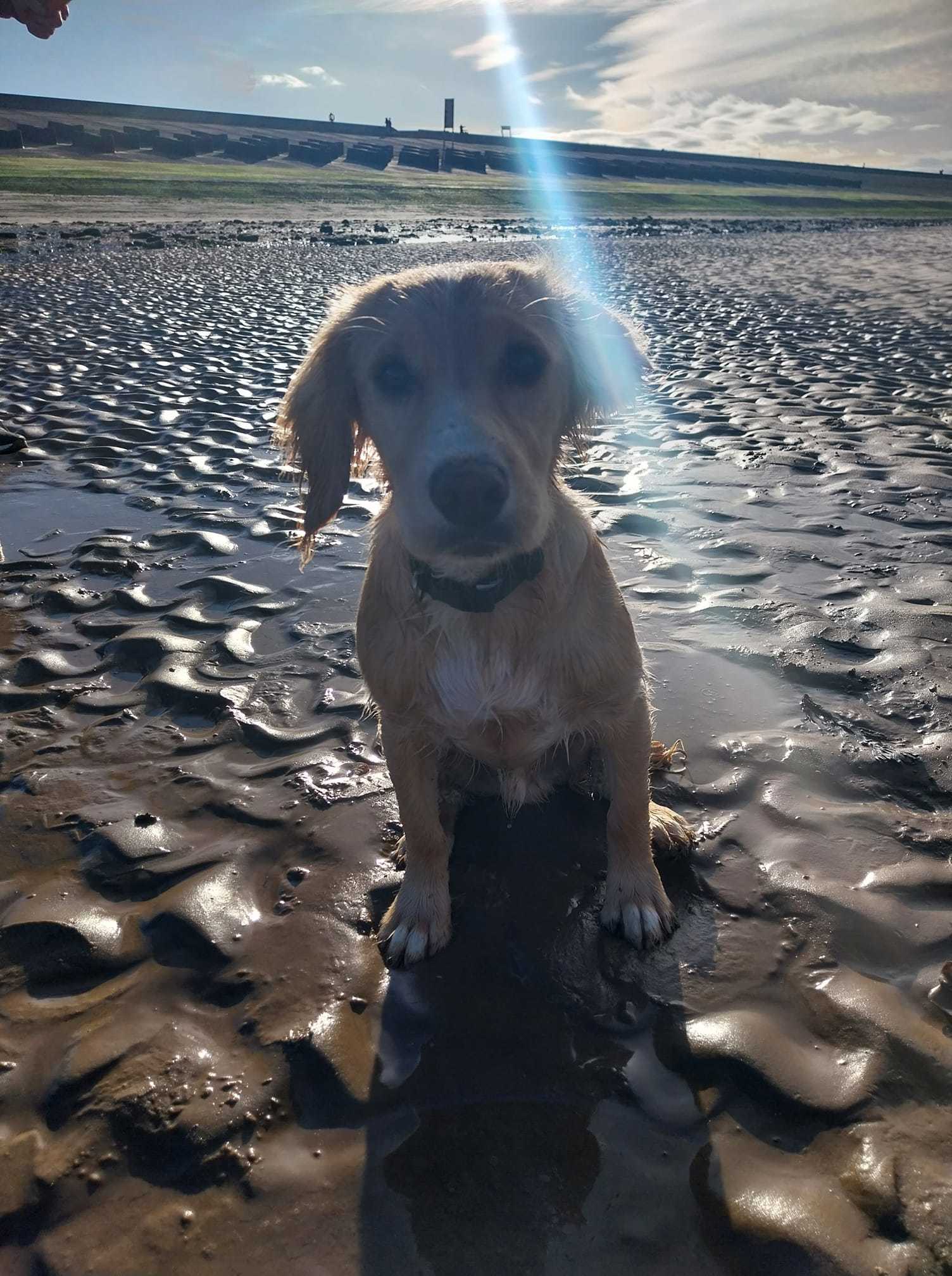 Milo at Moreton shore by Jessica Bayley