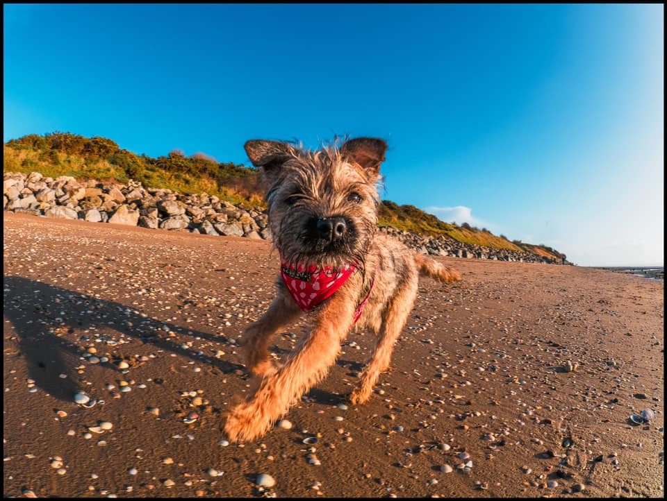 Ruby on Caldy beach by Jane Guy