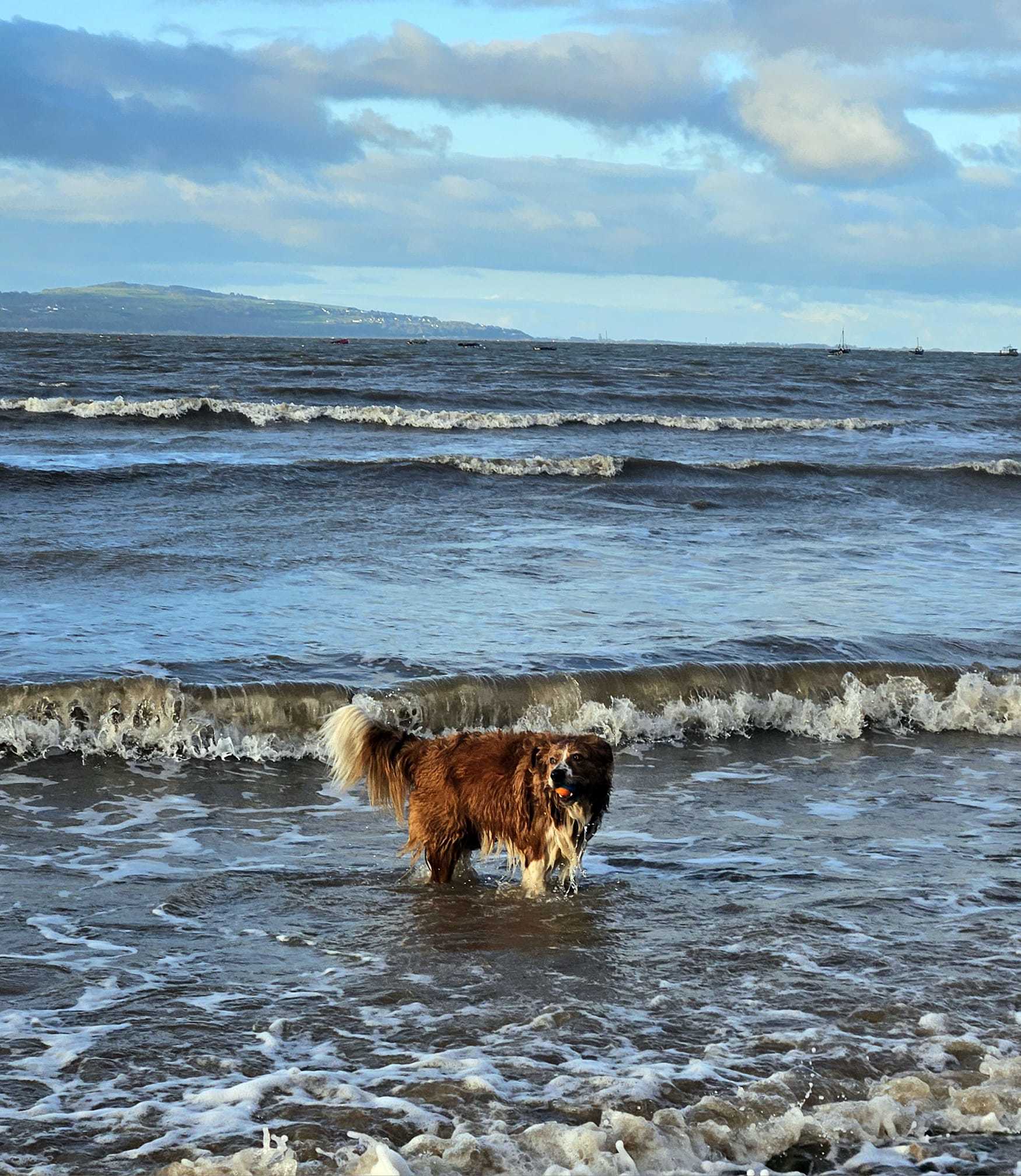 Rusty on Caldy beach by Jane Leitch
