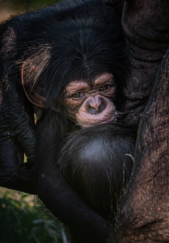 Joy as rare baby chimpanzee is born at Chester Zoo. Pictures: Chester Zoo.