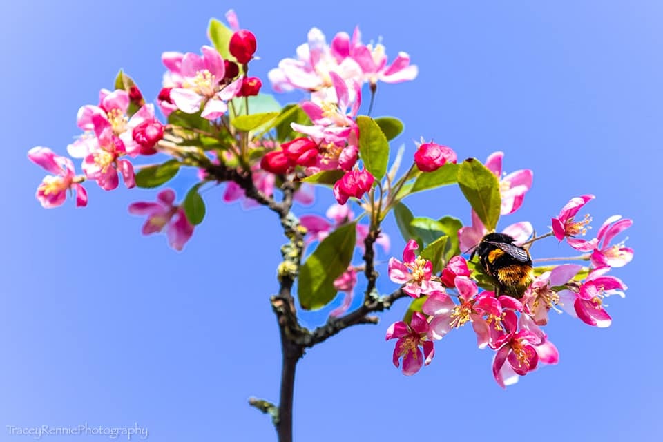 Bee and blossom by Tracey Rennie