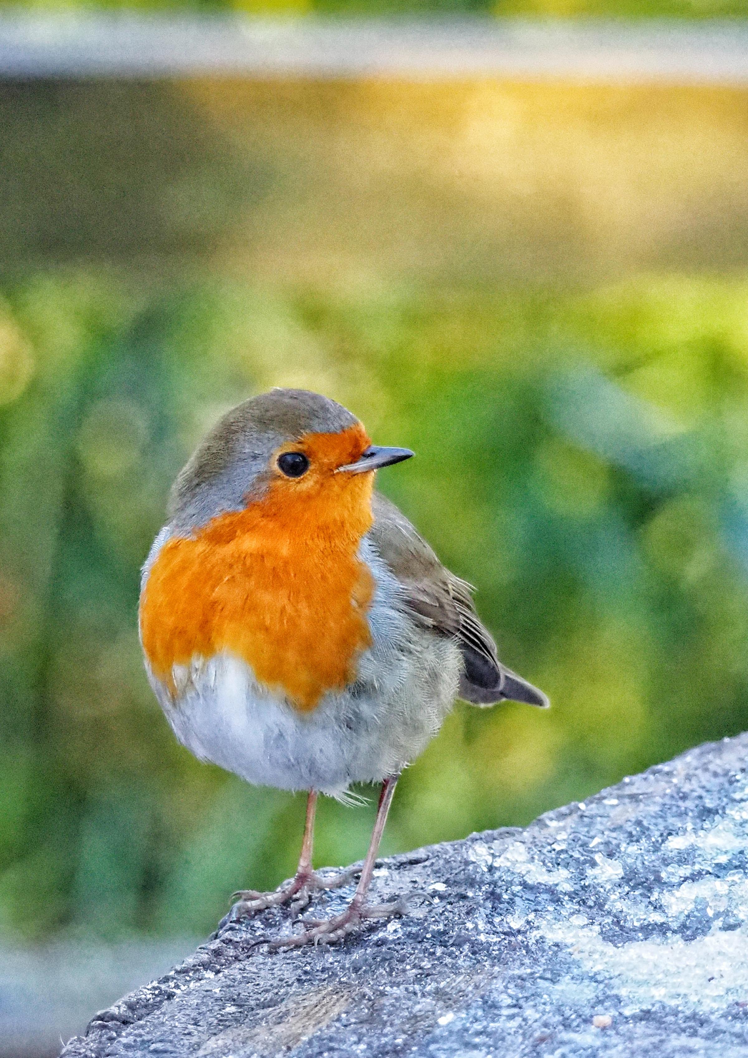 A robin at Lymm Dam