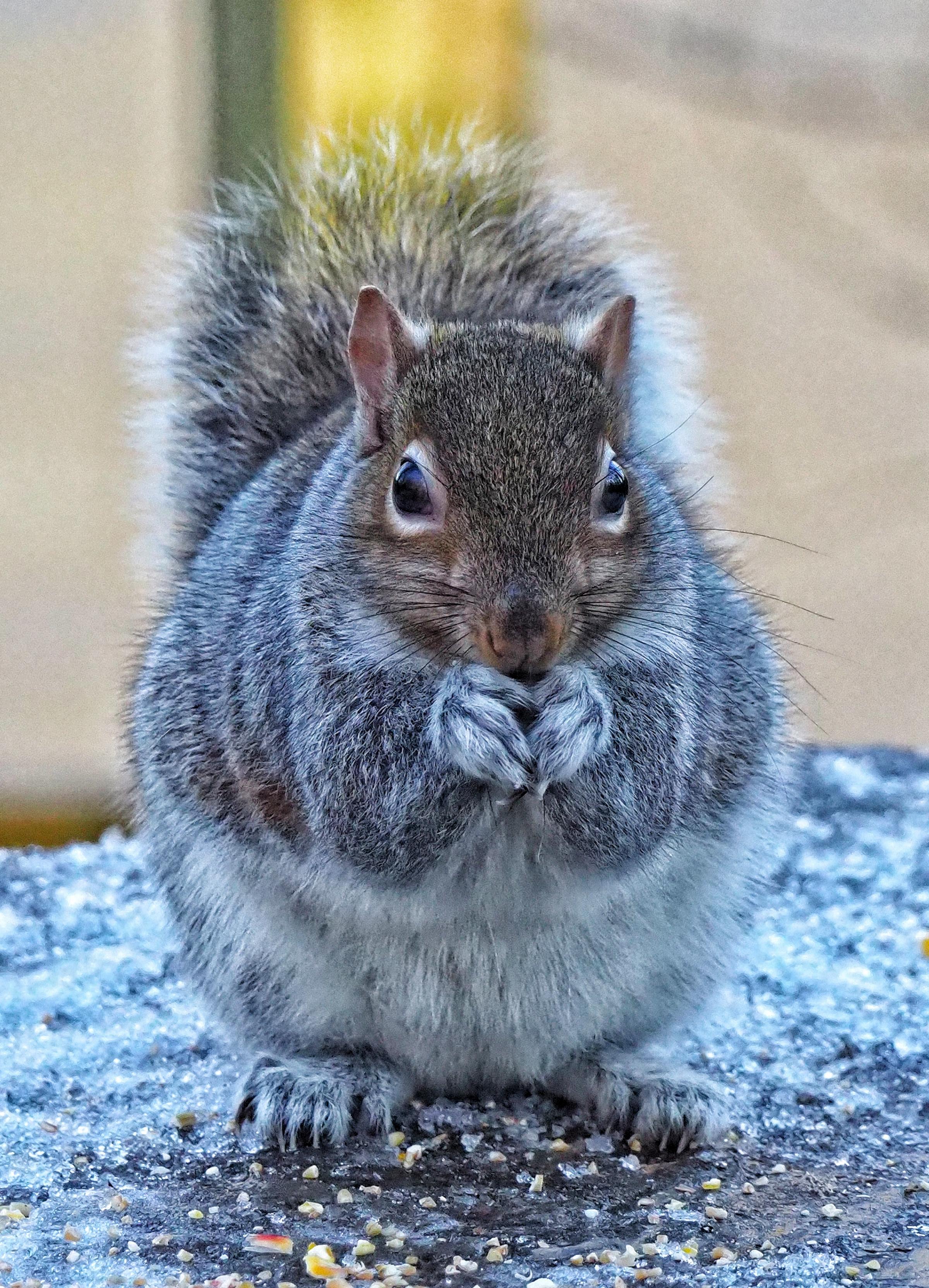 A squirrel at Lymm Dam