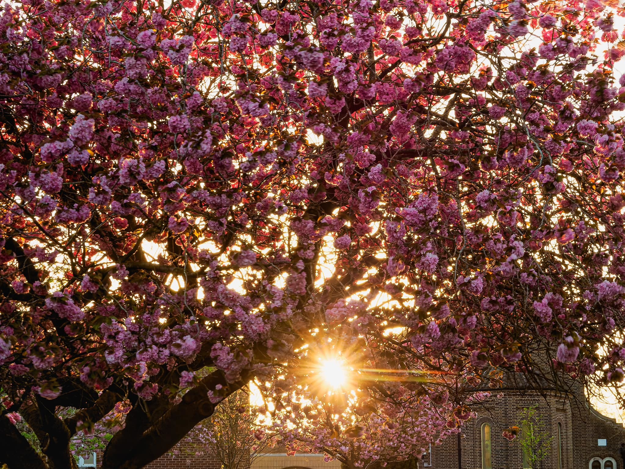 Spring blossom by Mick Ryan