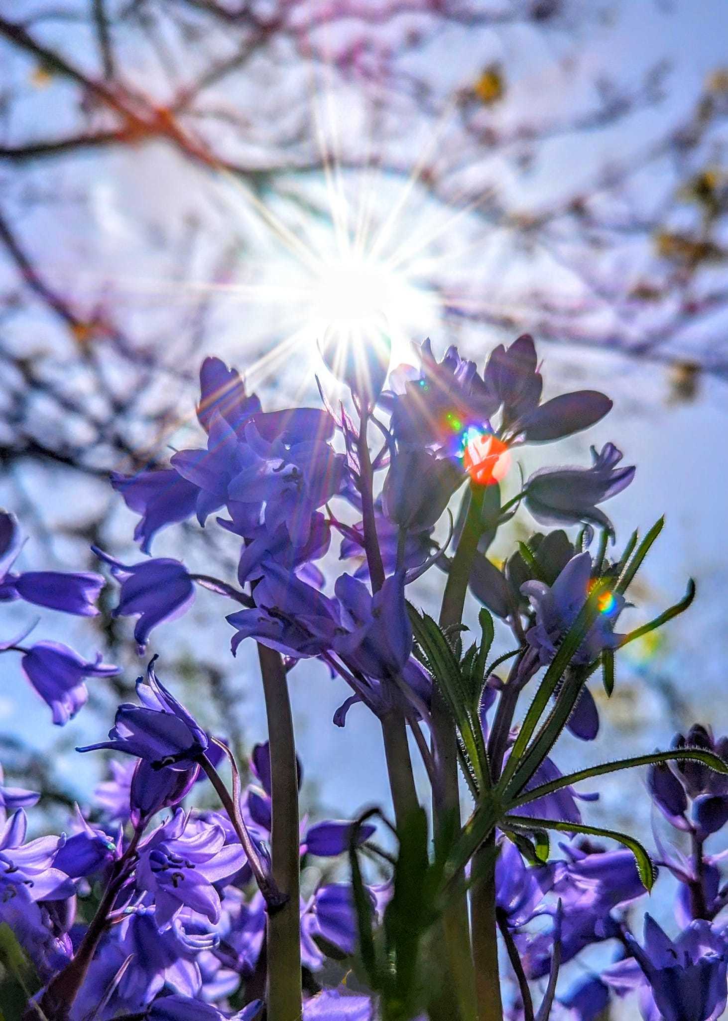 Sunlight on bluebells by Kimberley Phillips