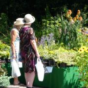 Summer plant fair returns to Ness Gardens