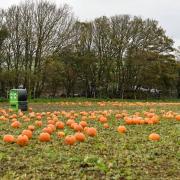 With Halloween fast approaching, it’s the perfect time to visit a pumpkin patch where you can go along and choose your own pumpkin. 