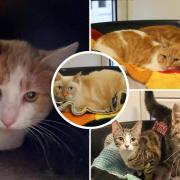 These four-legged friends are in need of a forever home, have a look at their profiles on the RSPCA Wirral & Chester website (RSPCA)