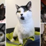 These 5 cats at the RSPCA in Wirral and Chester are looking for forever homes (RSPCA/Canva)